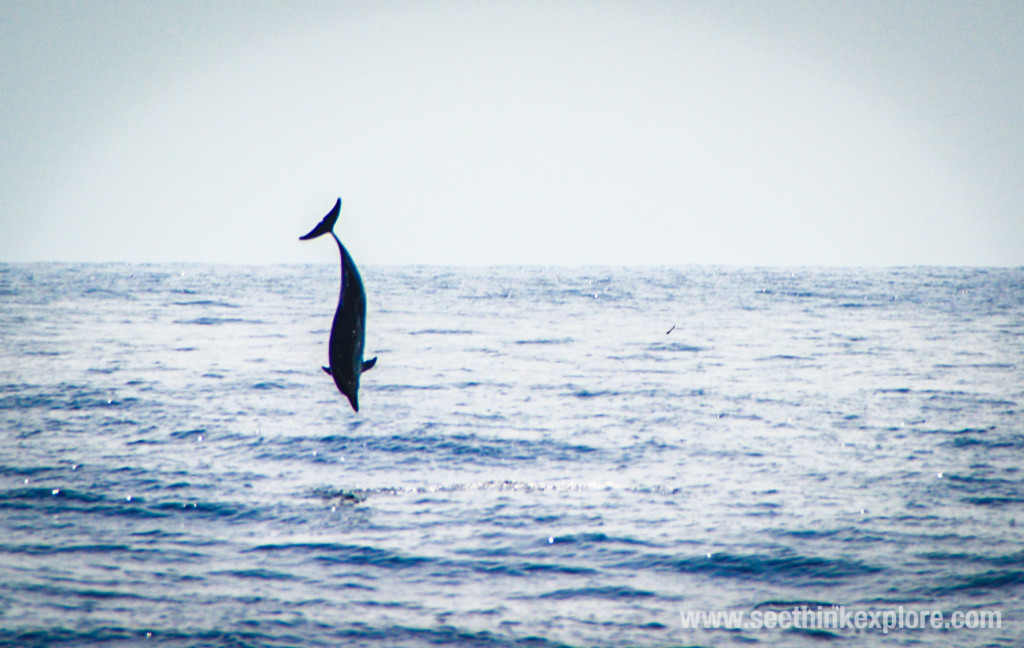 dolphin flips