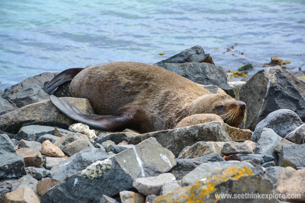 sea lion snooze
